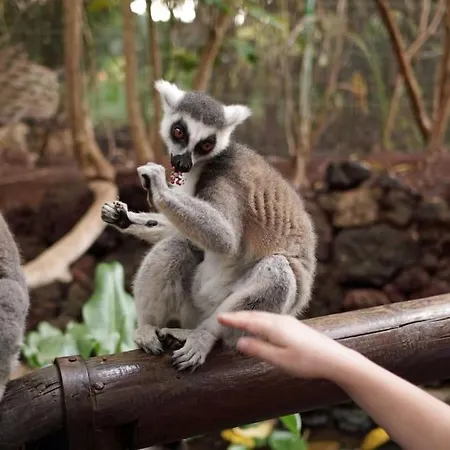 Flat Piatto Marianne