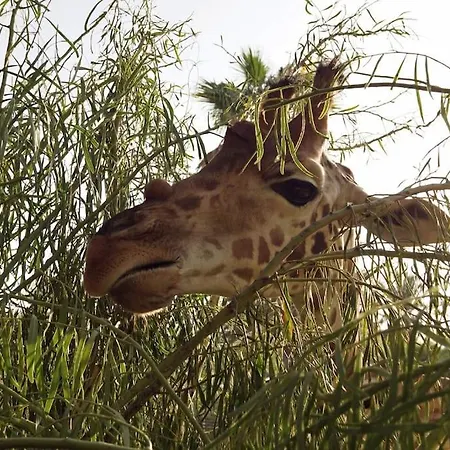 アパート Flat Piatto Marianne コラレホ