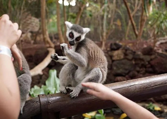 Flat Piatto Marianne