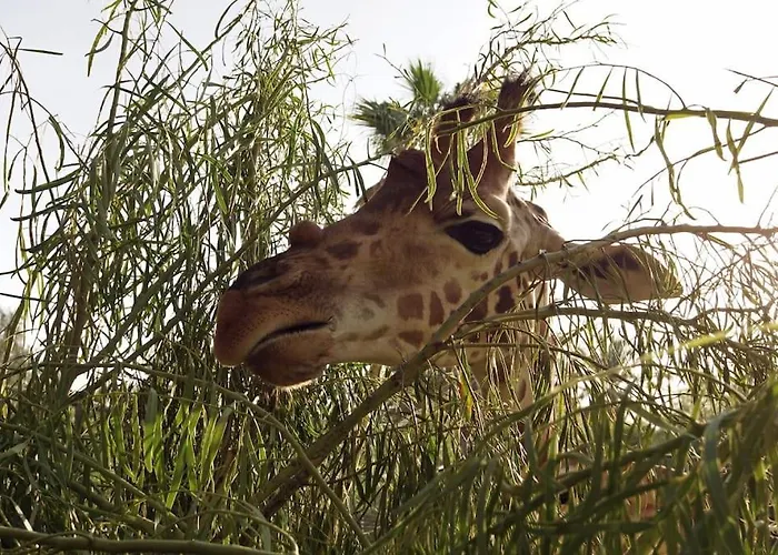 Appartement Flat Piatto Marianne Corralejo